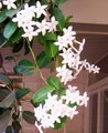 Stephanotis Floribunda